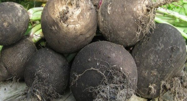 Jak udržet ředkvičku na zimu doma ve sklepě nebo bytě, je možné zmrazit